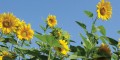 Grußkarte »Sonnenblumen«